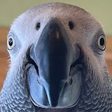 Tác giả đánh giá